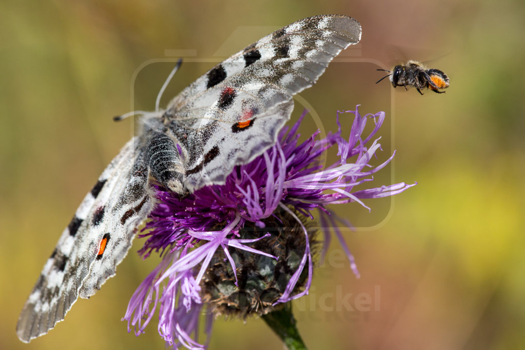 Hummel besucht Apollofalter