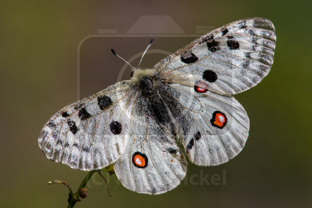 Apollofalter