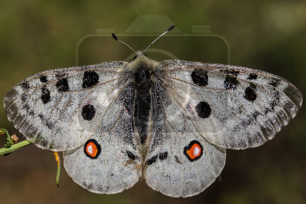 Apollofalter