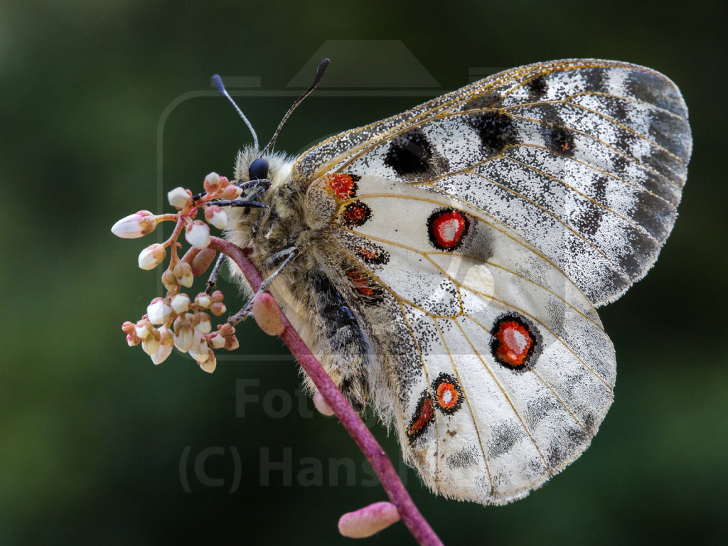 HZ3A8283-Apollofalter-Dortebachtal.jpg