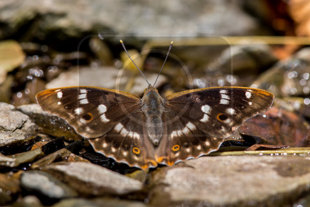 Kleiner Schillerfalter