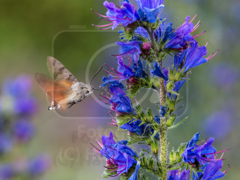 Macroglossum stellatarum