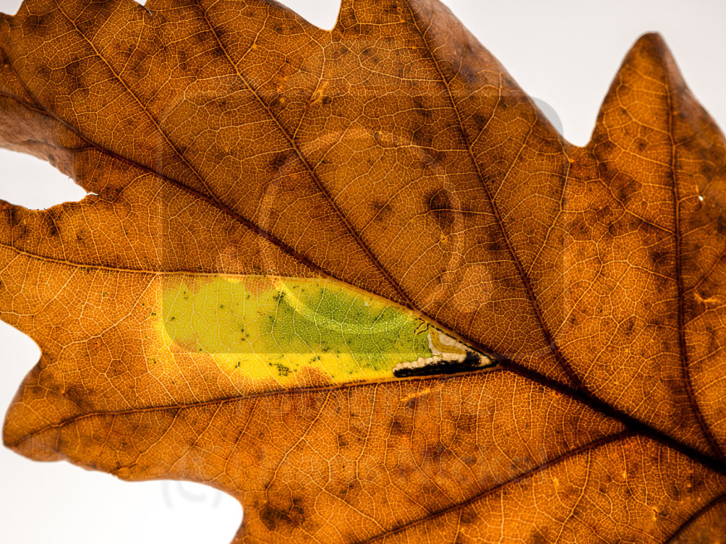 im abgefallenen Blatt der Traubeneiche minierende Insektenlarve