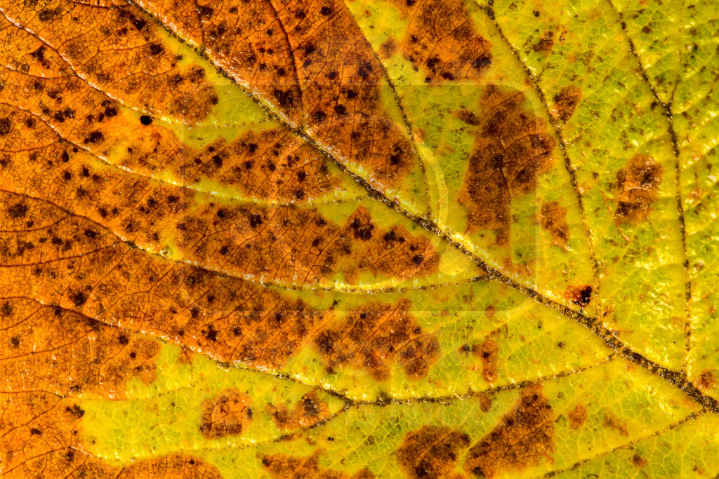 Laubblatt im Herbst