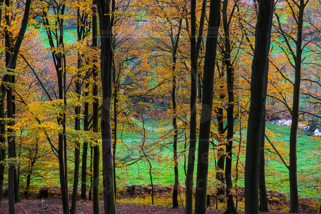 Blick aus dem Herbstwald