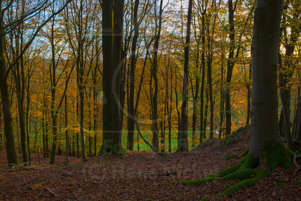 Herbstwald