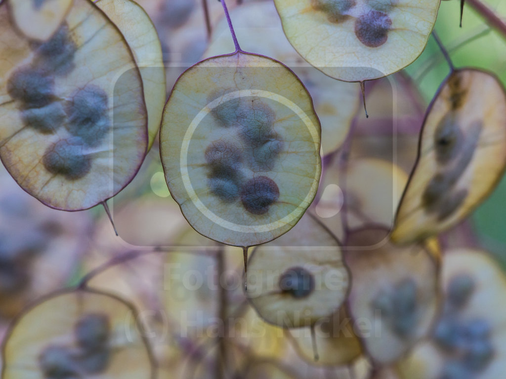 Reife Schoten des Einjährigen Silberblatts (Lunaria annua L.)