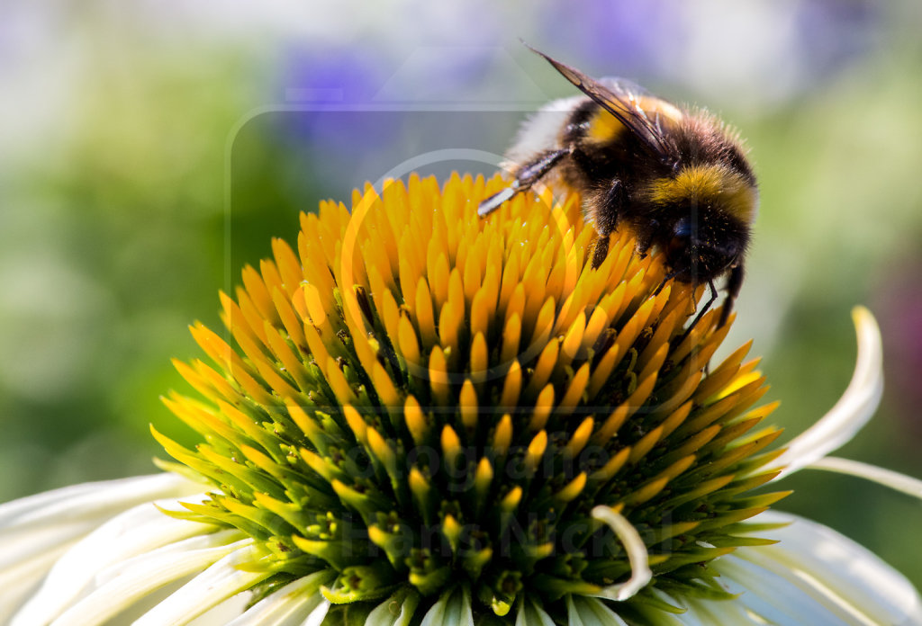 Erdhummel auf Purpur-Sonnenhut