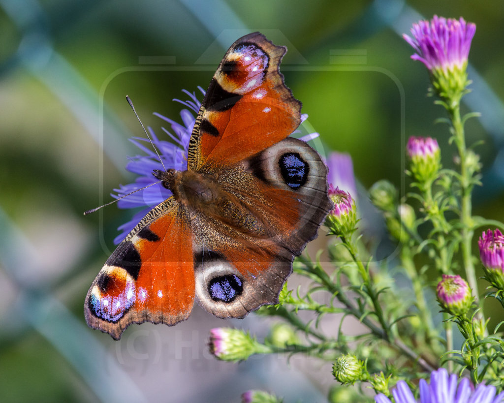 Tagpfauenauge (Aglais io)