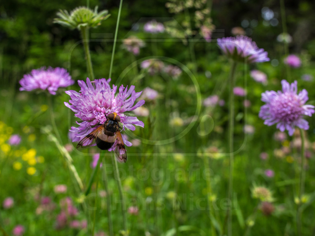 Gemeine Waldschwebfliege