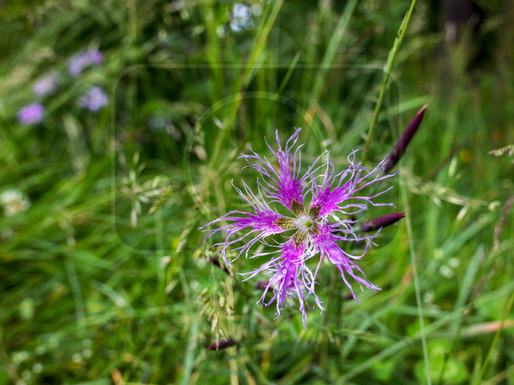 Dianthus superbus