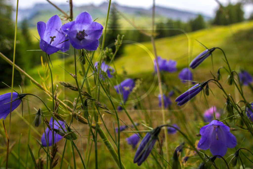 Glockenblume