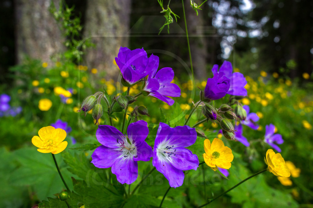 Wald-Storchschnabel (Geranium sylvaticum)