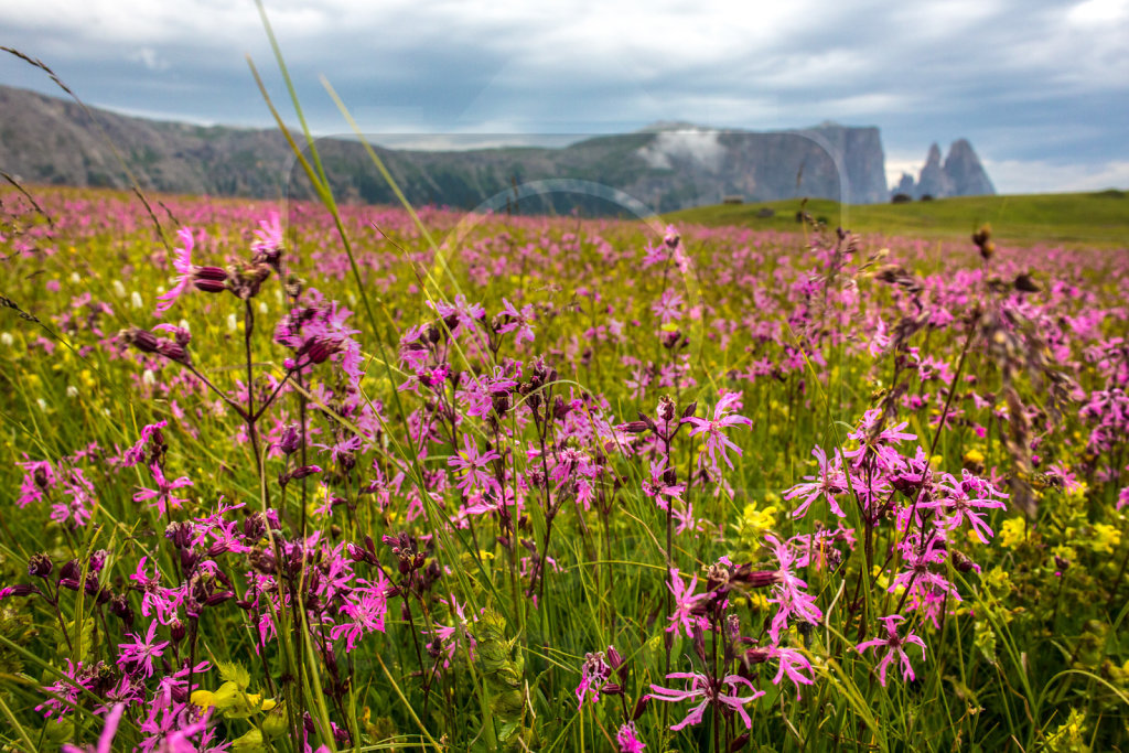 Kuckuckslichtnelke (Lychnis flos-cuculi)