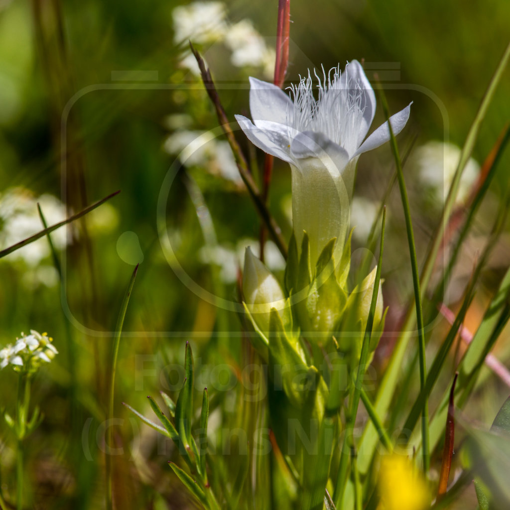 Kranzenzian (Gentianella spec.)