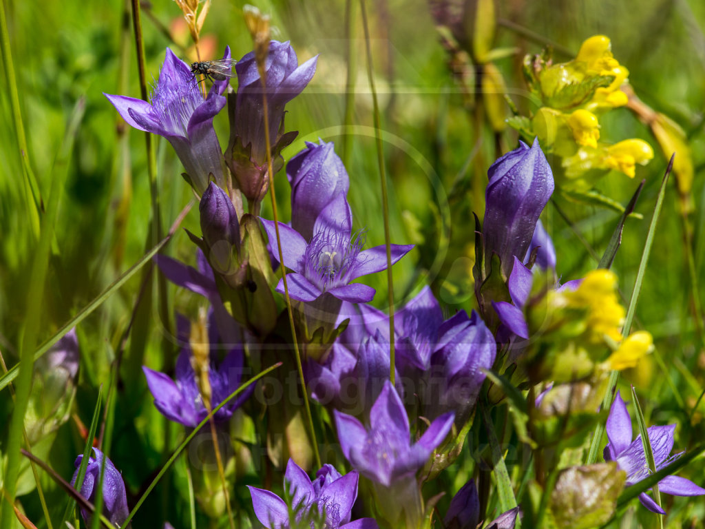 Kranzenzian (Gentianella spec.)