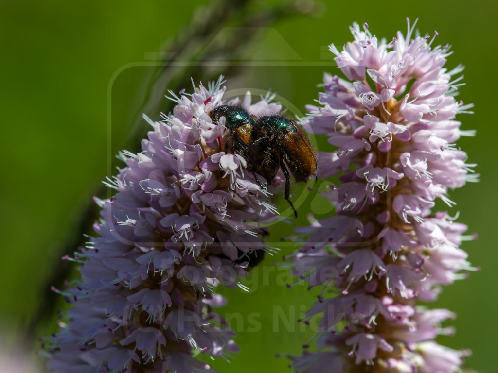 Blatthornkäfer (Fam. Scarabaeidae)