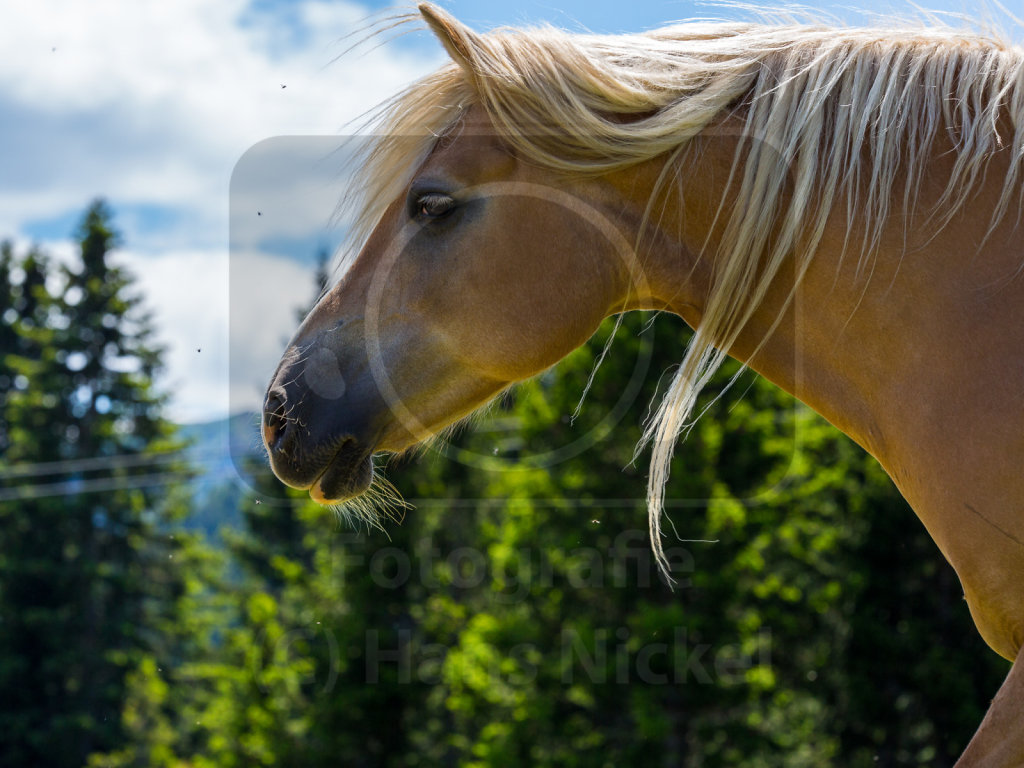 Haflinger