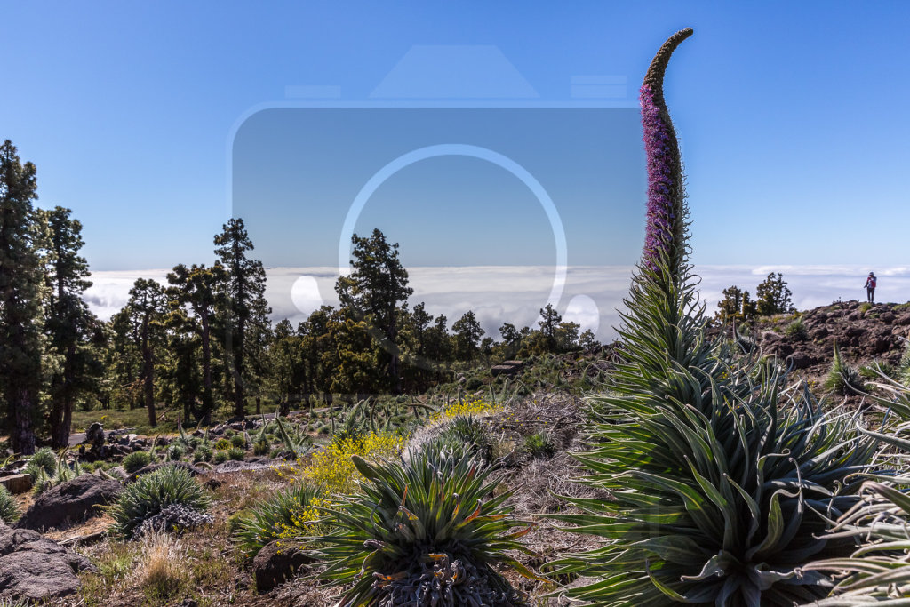 Echium wildpretii trichosiphon (1)