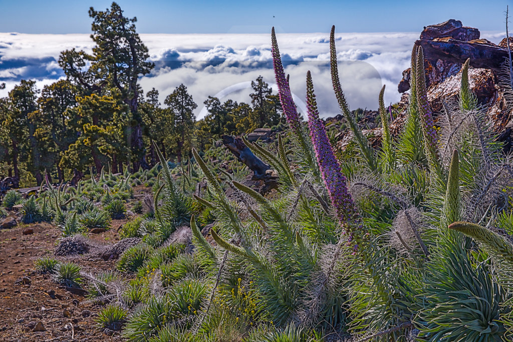 Echium wildpretii trichosiphon (6)