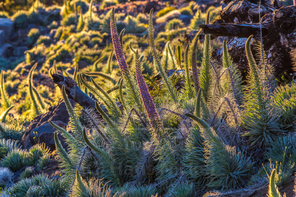 Echium wildpretii trichosiphon (8)