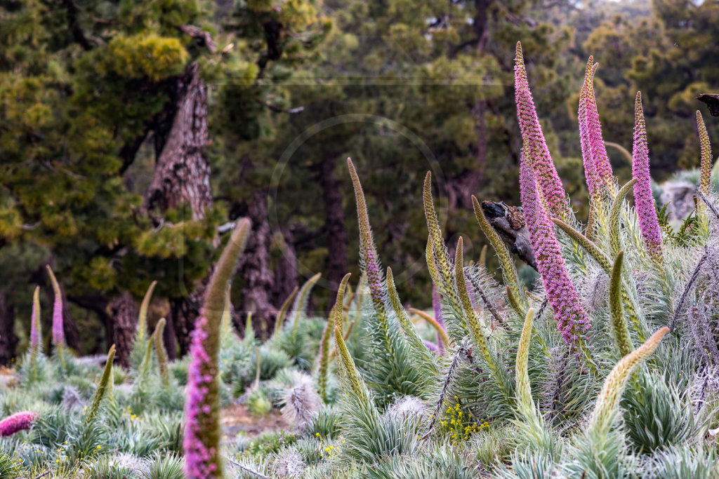 Echium wildpretii trichosiphon (10)