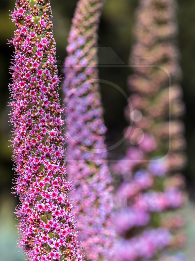 Echium wildpretii trichosiphon (12)