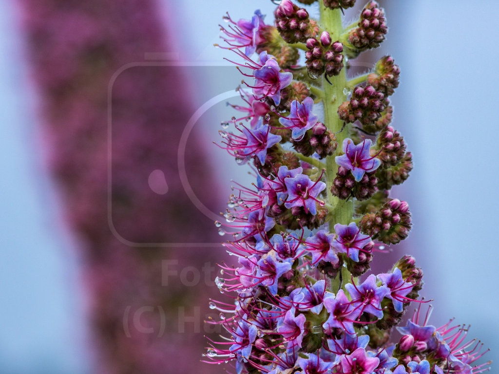 Echium wildpretii trichosiphon (13)