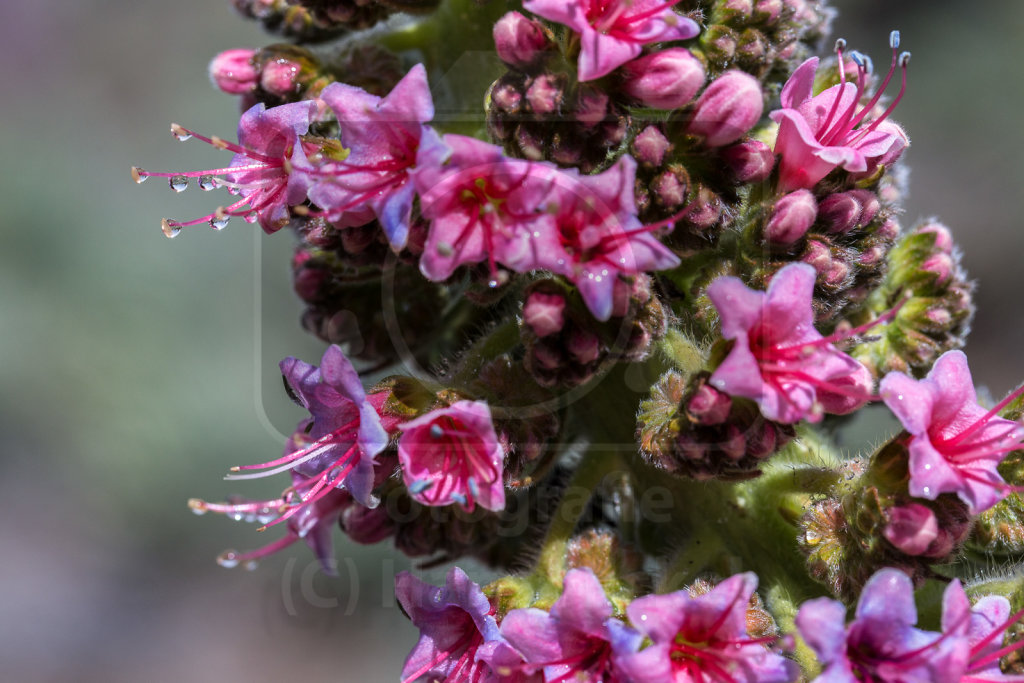 Echium wildpretii trichosiphon (14)