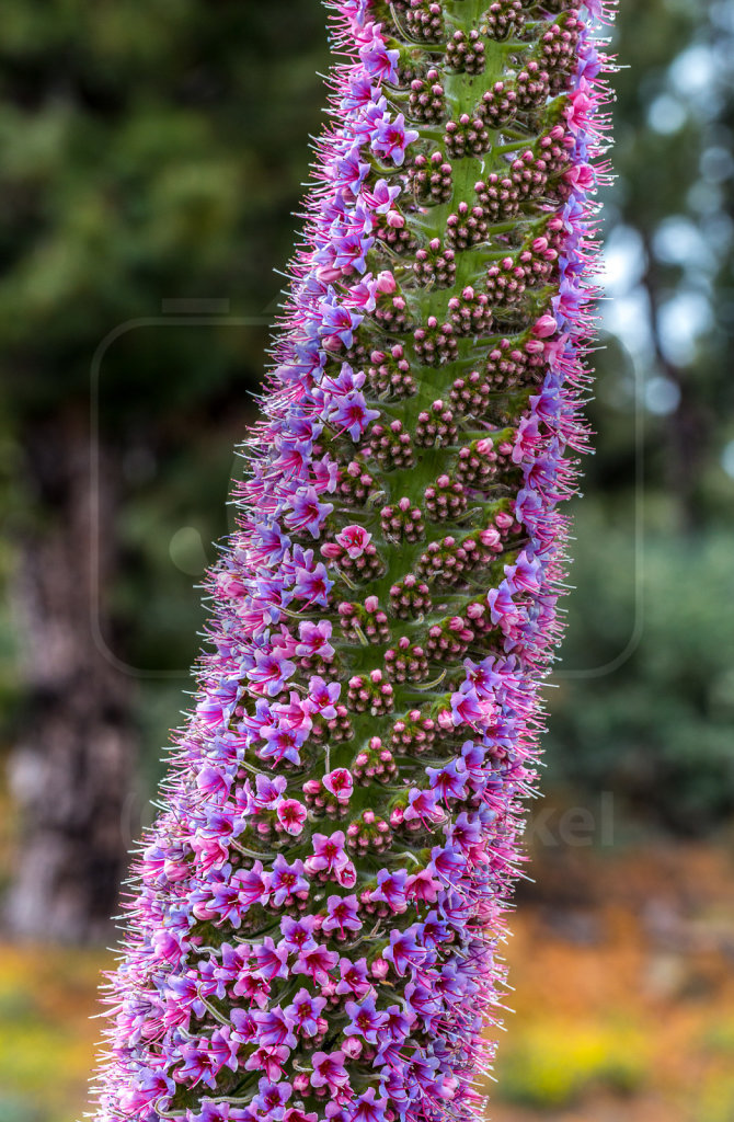 Echium wildpretii trichosiphon (15)