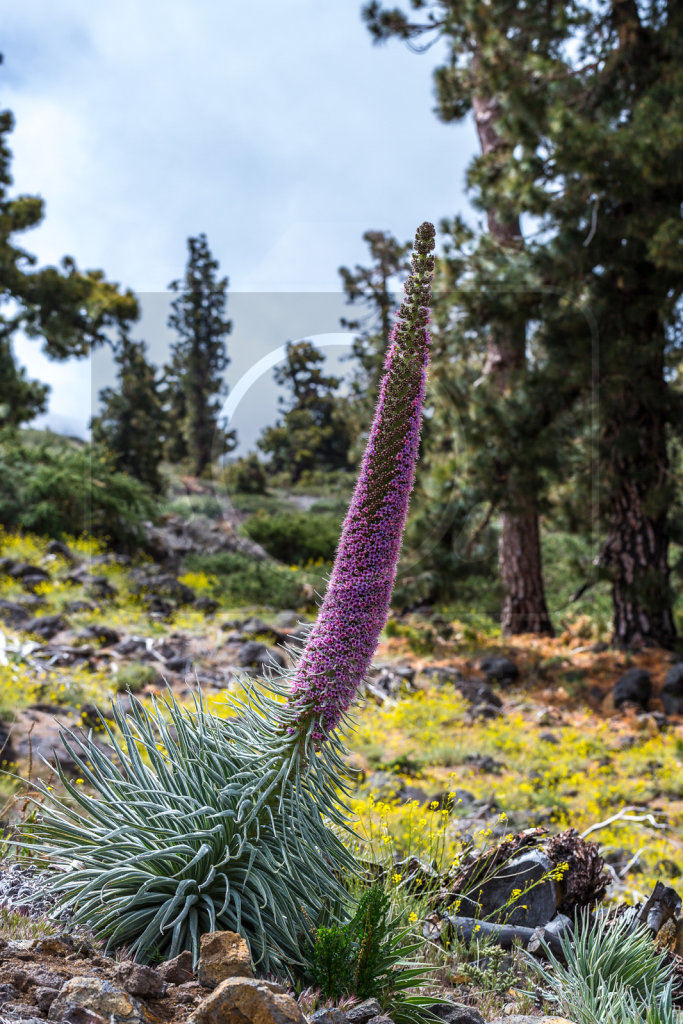 Echium wildpretii trichosiphon (16)