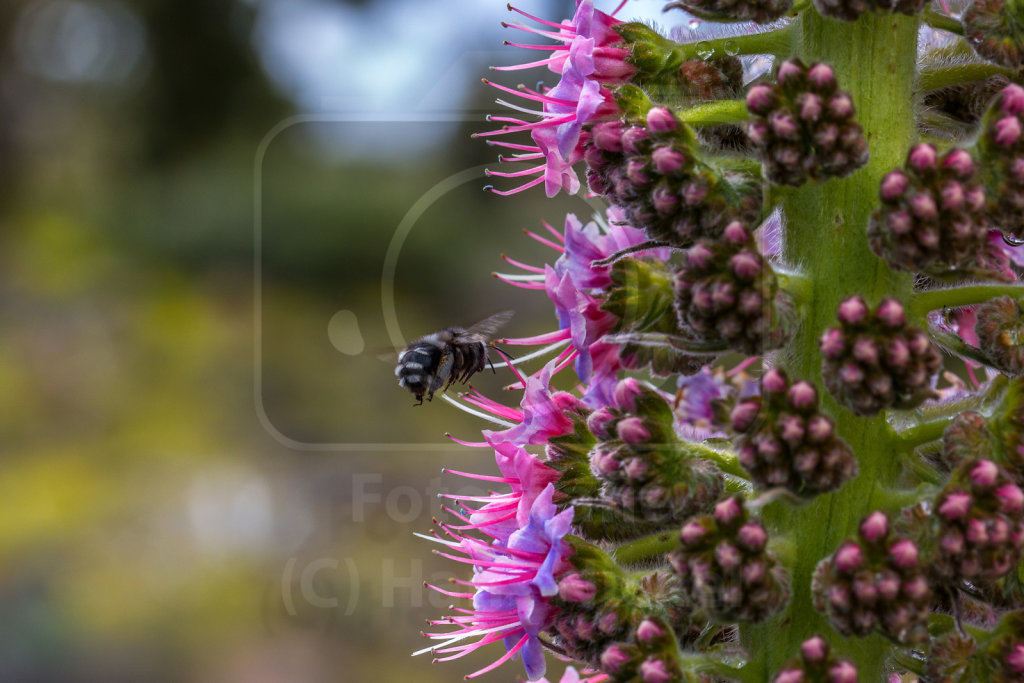 Echium wildpretii trichosiphon (20)