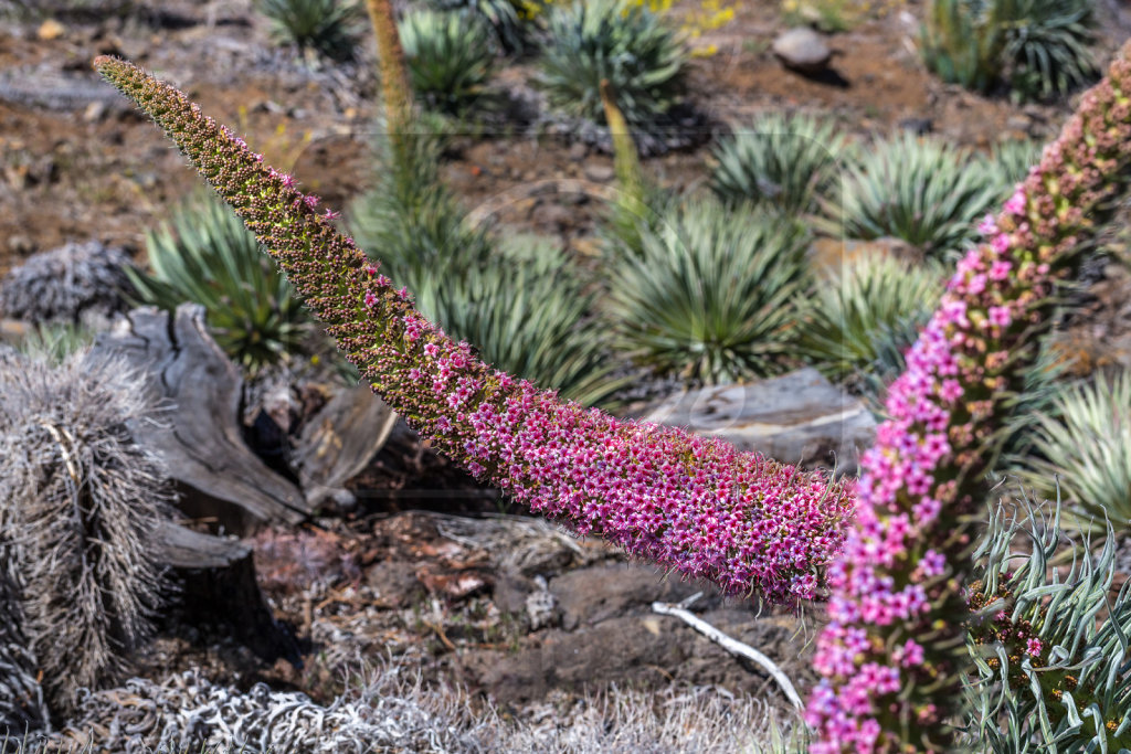 Echium wildpretii trichosiphon (24)