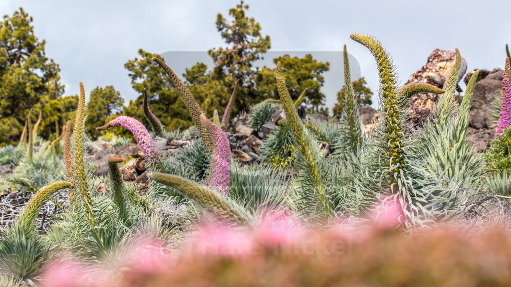 Echium wildpretii trichosiphon (27)