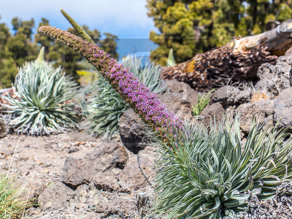 Echium wildpretii trichosiphon (30)