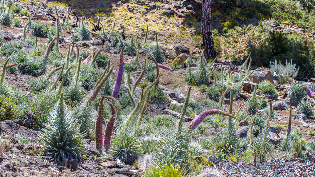 Echium wildpretii trichosiphon (31)