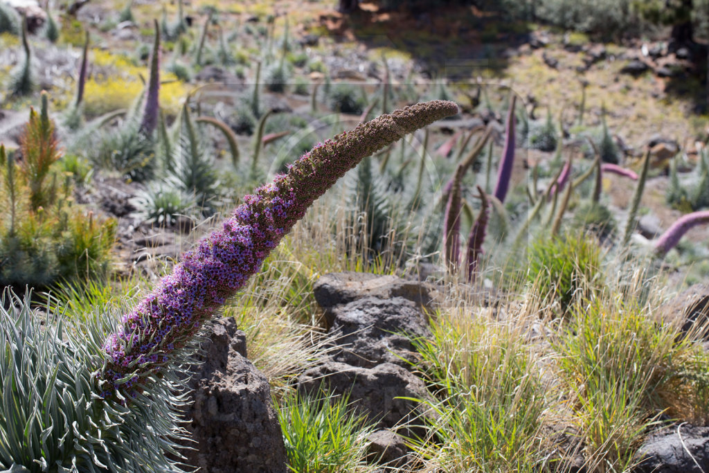 Echium wildpretii trichosiphon (32)