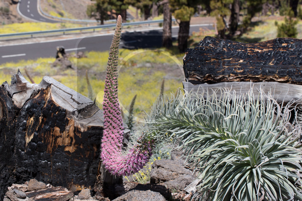 Echium wildpretii trichosiphon (33)