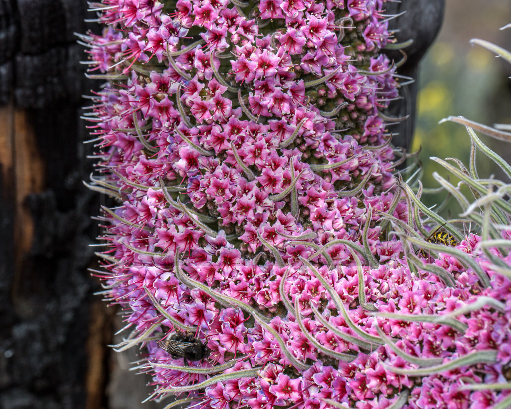 Echium wildpretii trichosiphon (35)