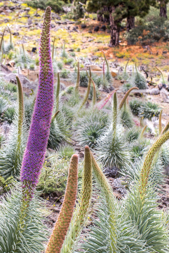 Echium wildpretii trichosiphon (38)