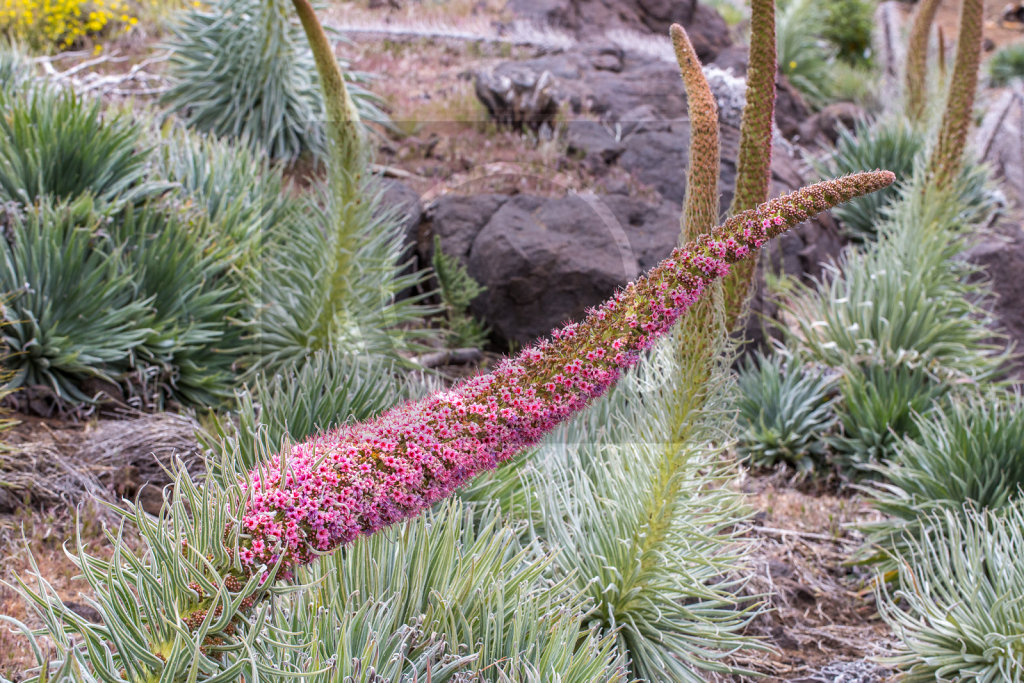 Echium wildpretii trichosiphon (41)