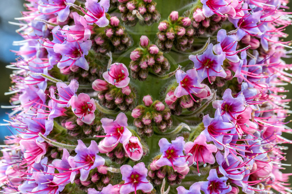 Echium wildpretii trichosiphon (42)