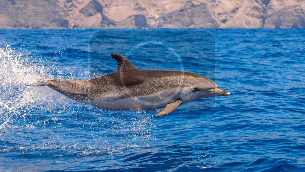 Zügeldelfin (Stenella frontalis) schwimmt mit dem Festrumpf-Schlauchboot um die Wette