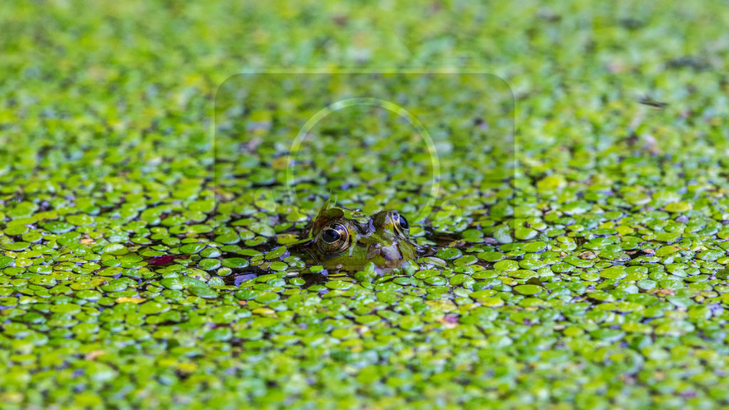 Wasserfrosch (5)