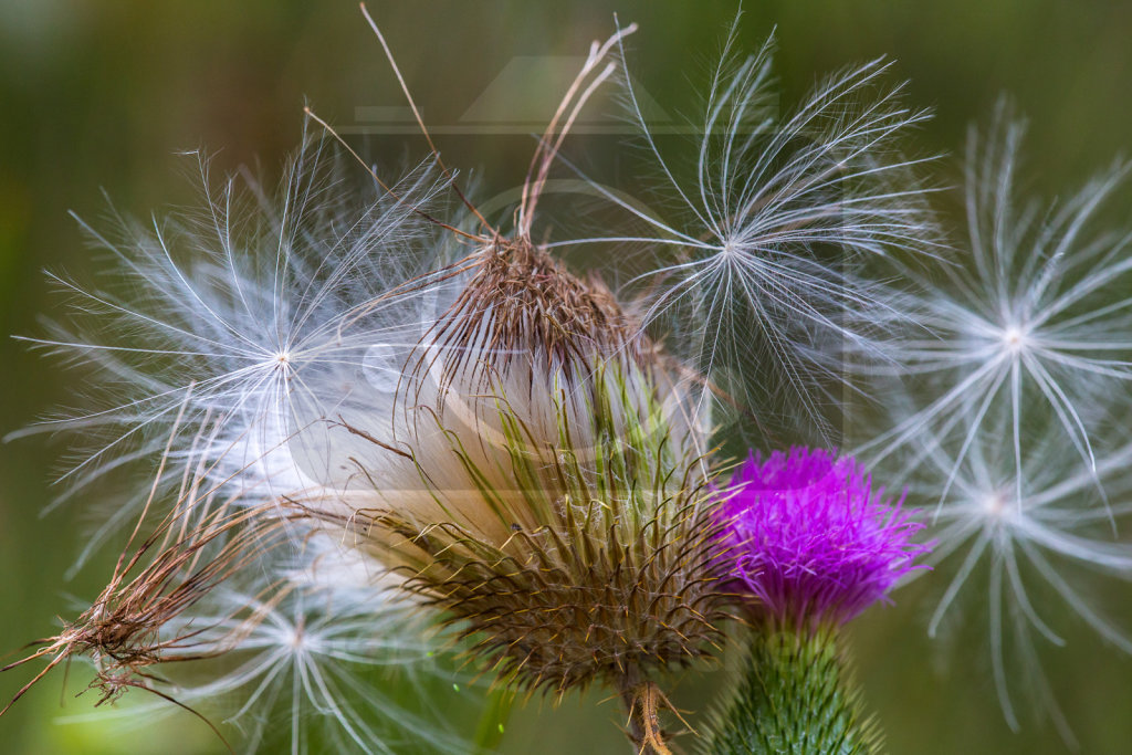 Echte Kratzdistel