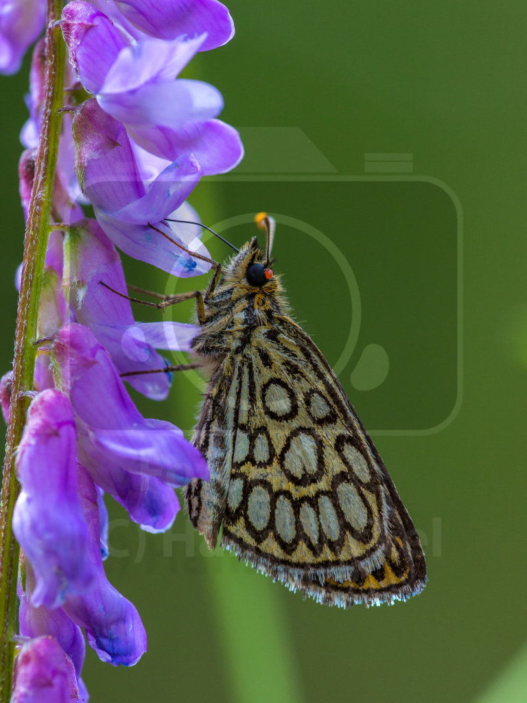 Spiegelfleck-Dickkopffalter (Heteropterus morpheus)