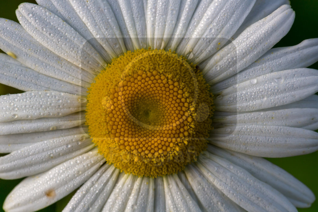 Margerite im Morgentau