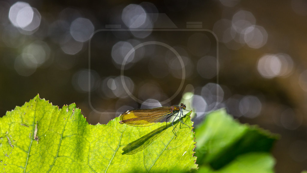 Blauflügel-Prachtlibelle (Calopteryx virgo)