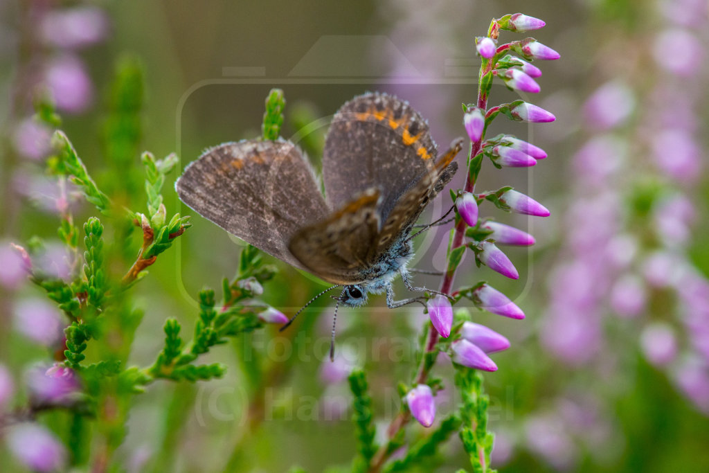 Bläuling auf Heidekraut (Besenheide, Calluna vulgaris)