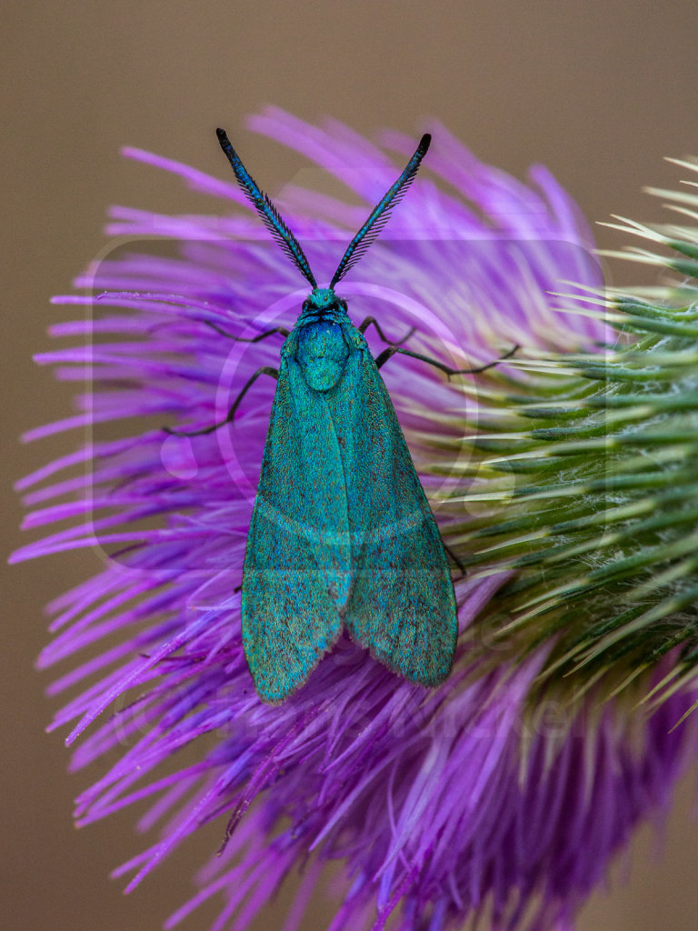 Ampfer-Grünwidderchen (Adscita statices)